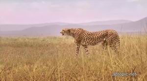2013Skechers GOrun 2ЬMan vs Cheetah